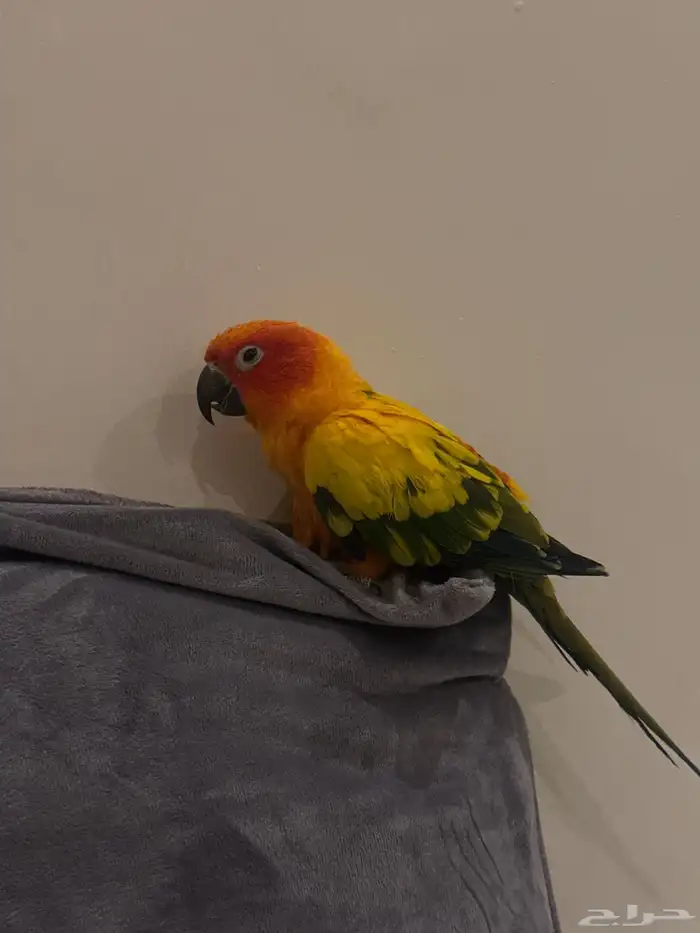 صن كونيور نص الافه للبيع ب1000 0