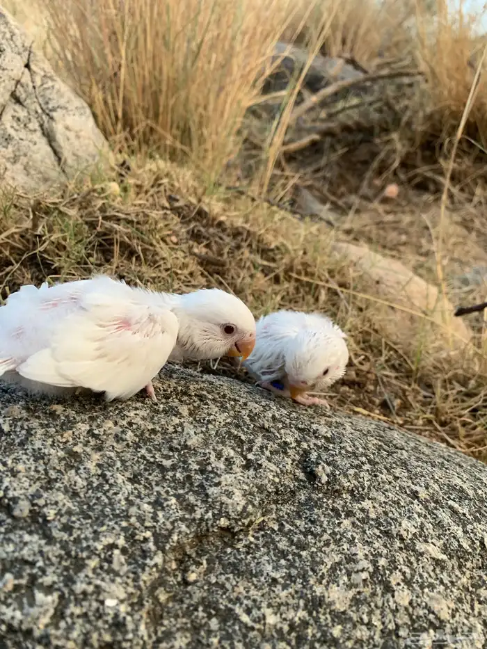 فرخين روز البينو 5