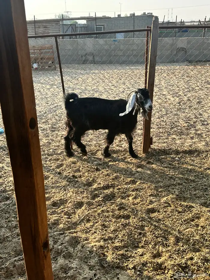 عارضيه دافع 2