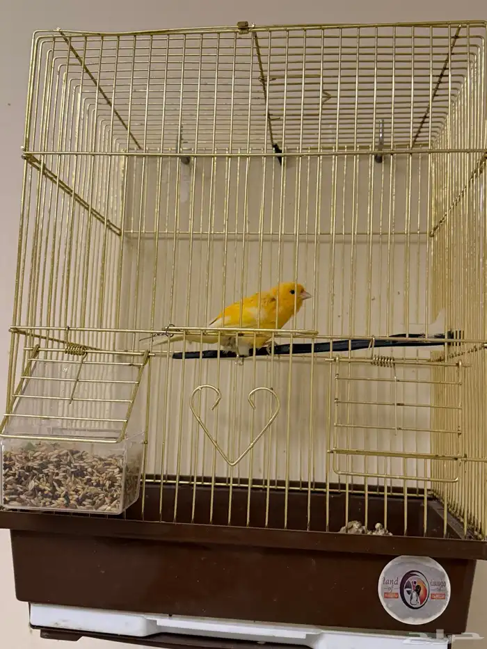 ذكر كناري مغرد 2