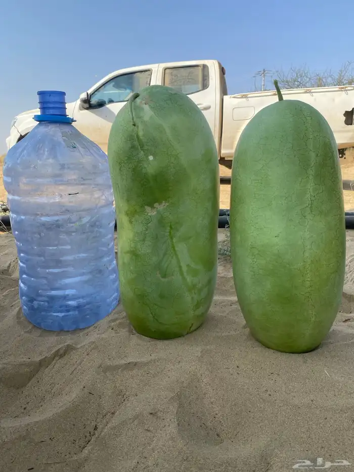 حبحب للبيع القنفذه وادي حلي 2