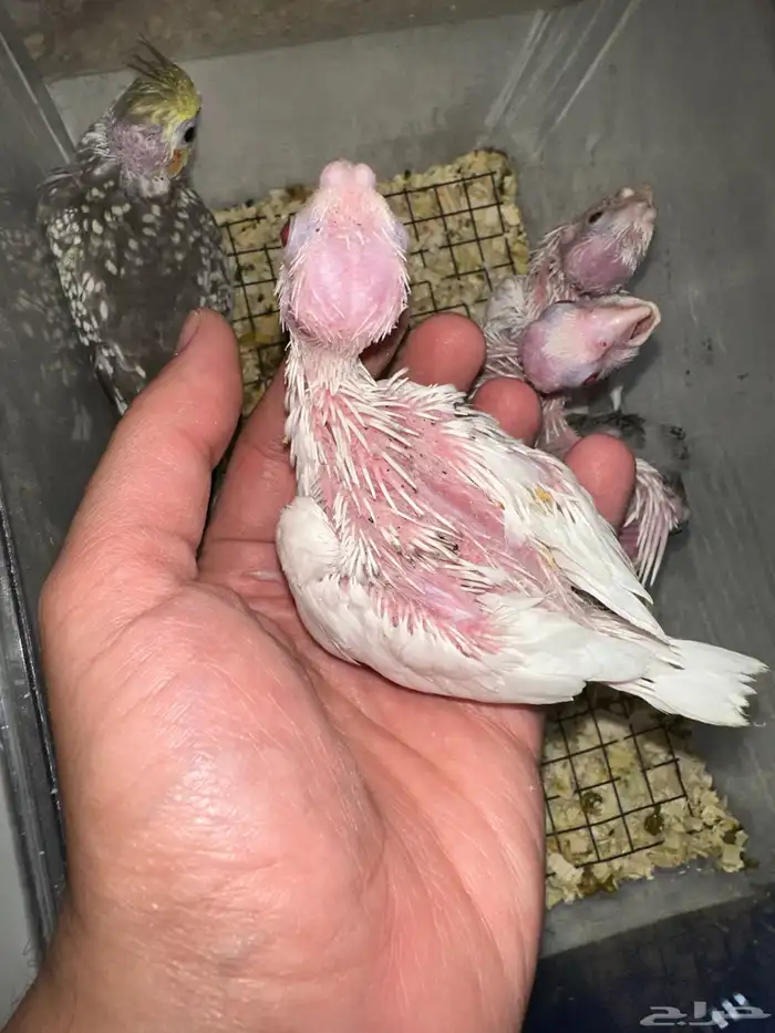 فروخ كروان متنوعه ومميزه(جملة) 1