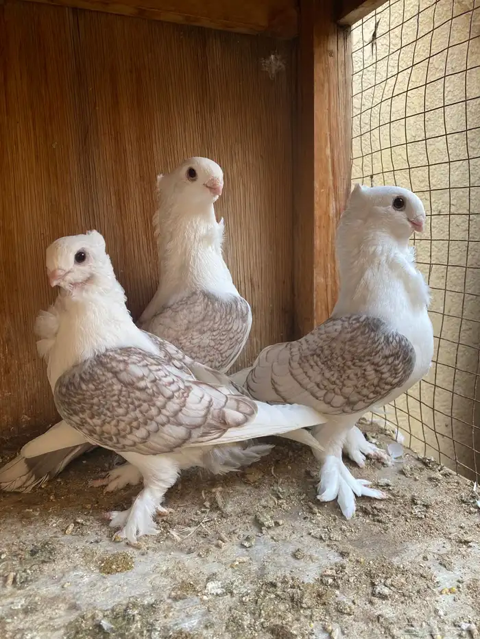 جوز حب رمان 1