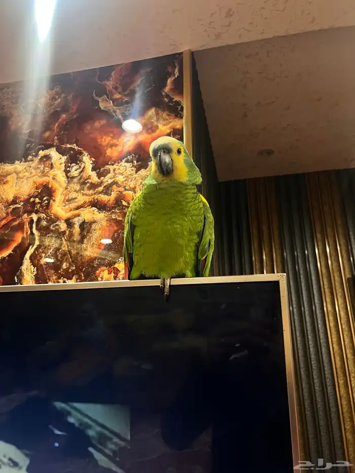 ببغاء امازوني 3
