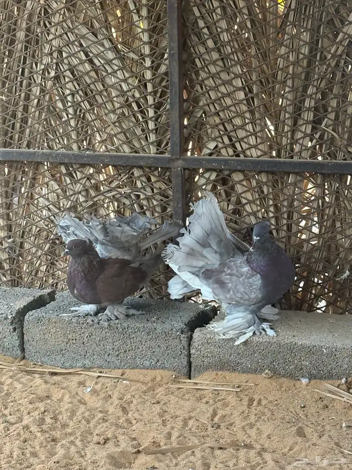 جوز رقاص مريكي 1