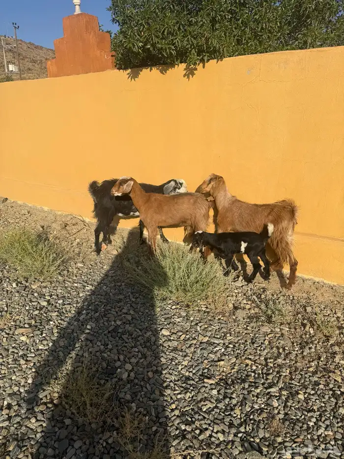 3 ماعز موقعها بني كبير قريب الزوايه 4