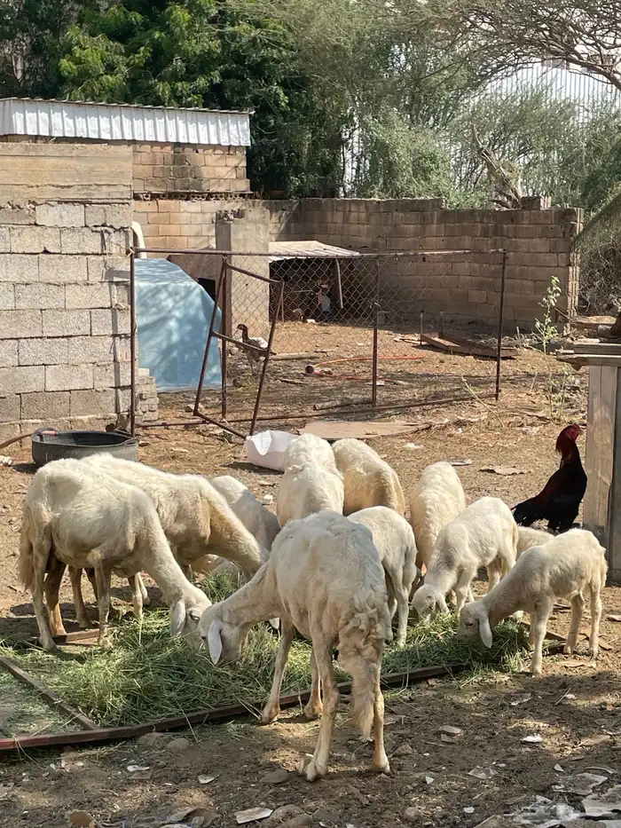 تم تم البيع الضان الصحه شرط العدد 5 كبمراح واحد تم البيع 4