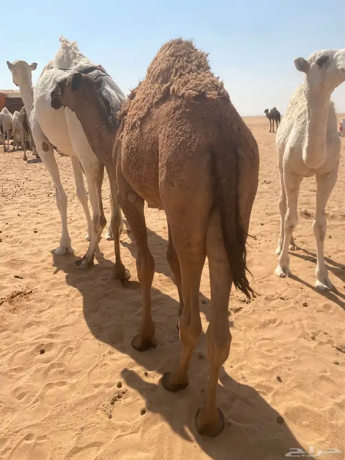 قعود للبيع عمره 8 شهور سليم من جميع العذاريب 1