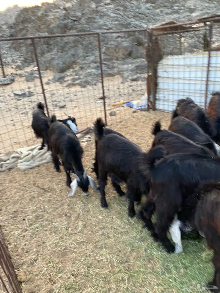 تيوس ثلاجه شمال ينبع 3