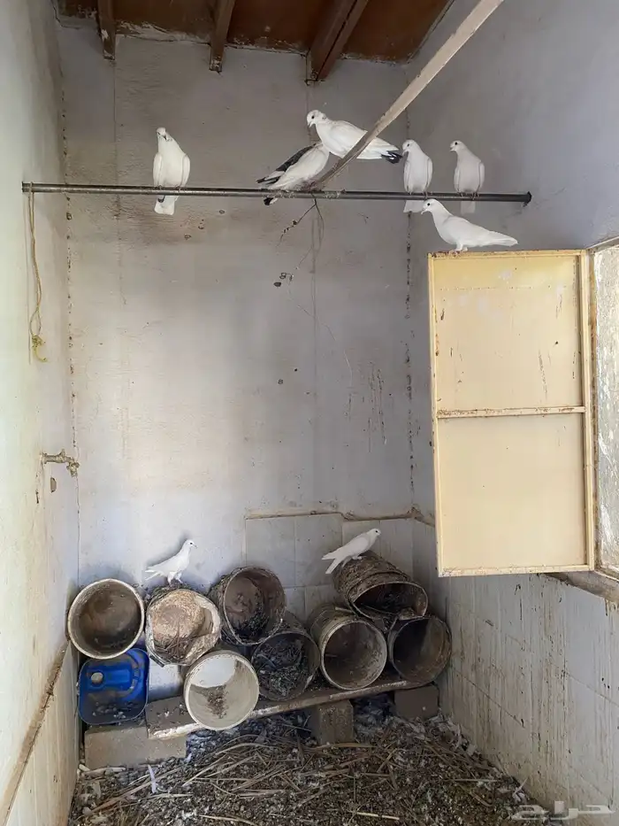 9 حمام فرنسي 0