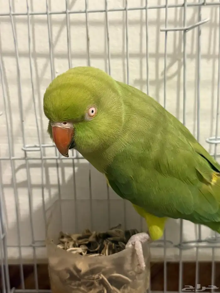 مكه الشوقيه 0