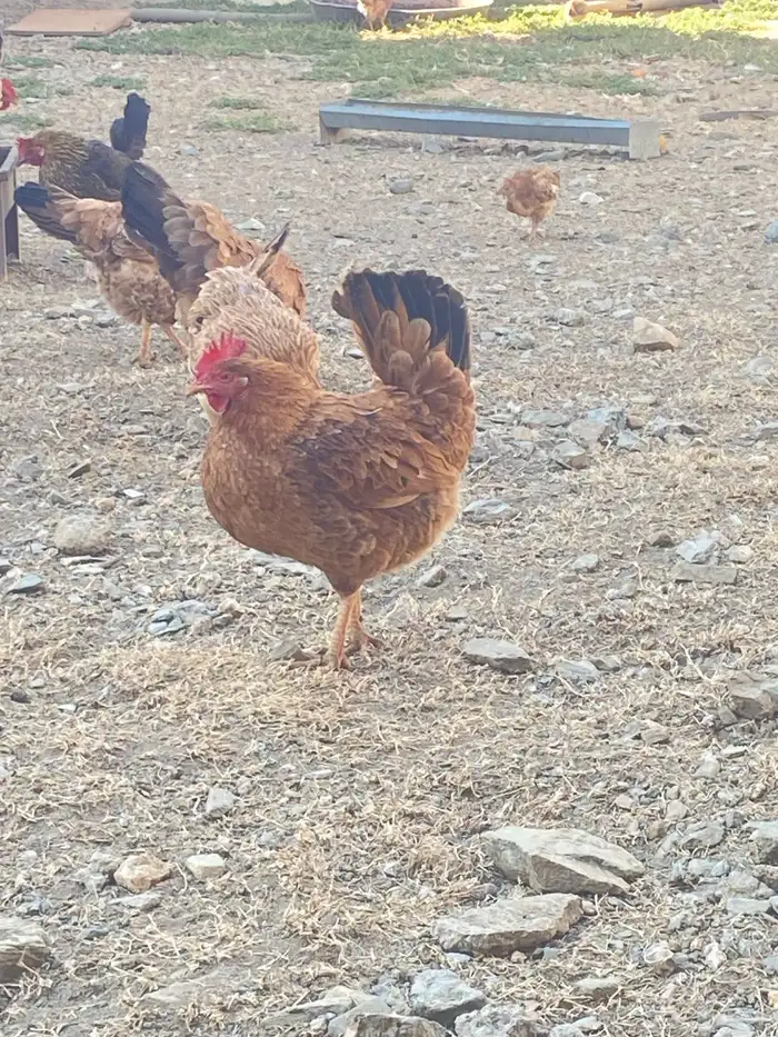 دجاج بلدي للبيع 18