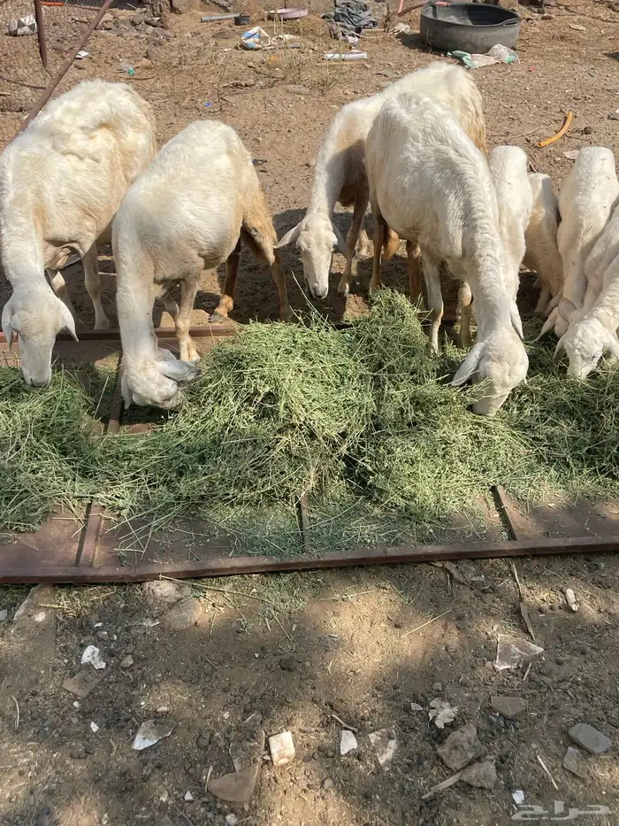 تم تم البيع الضان الصحه شرط العدد 5 كبمراح واحد تم البيع 6