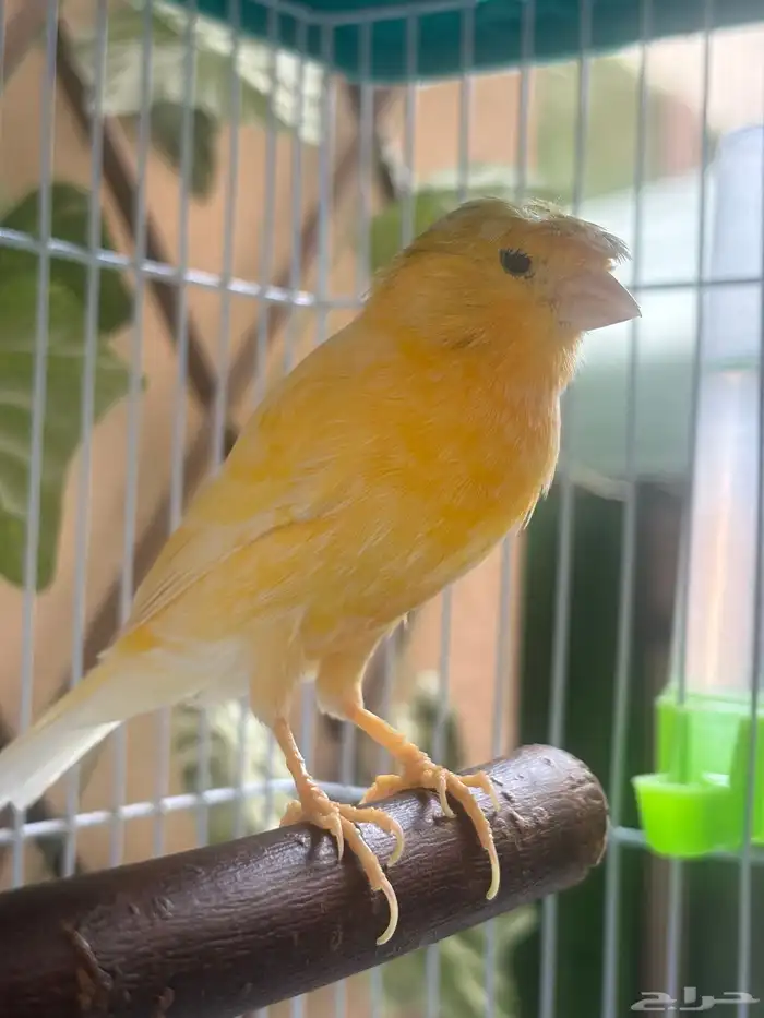 كناري كرست 0