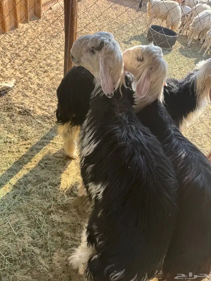 طليان نجد كفووو 3 0