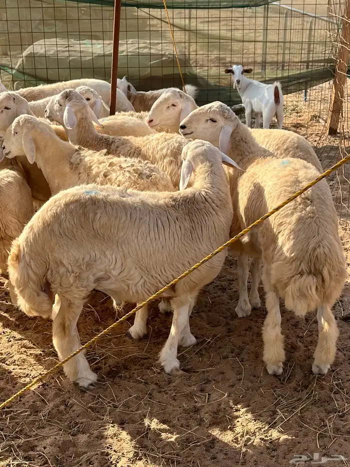 طليان حرية للبيع 0