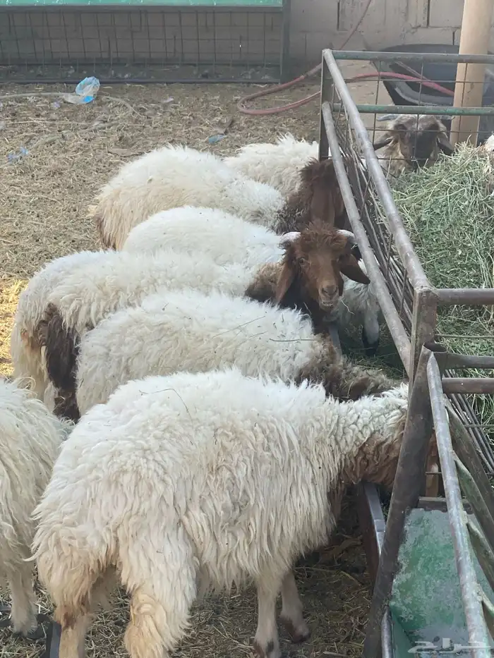 بهم ربط العدد 10 2