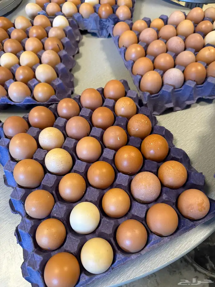 بيض لهمان فرش 2