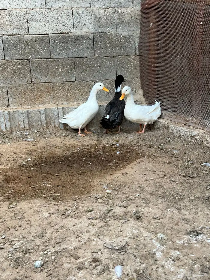 للبيع جوز بكيني 7