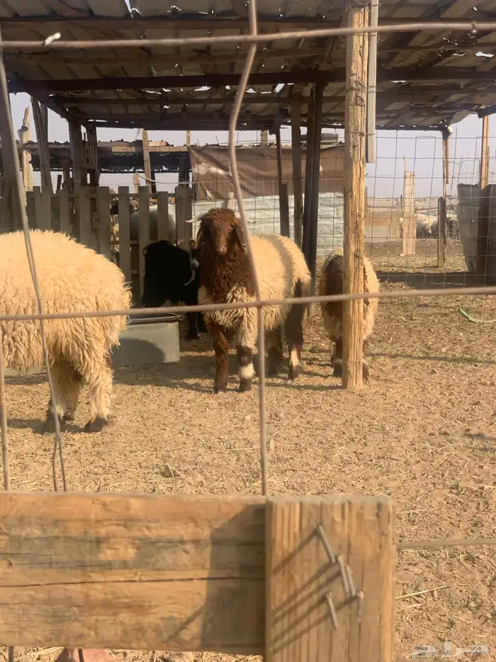 تيوس للبيع 2 وخروف 1الموقع قريب من السوق الجنوبي 5