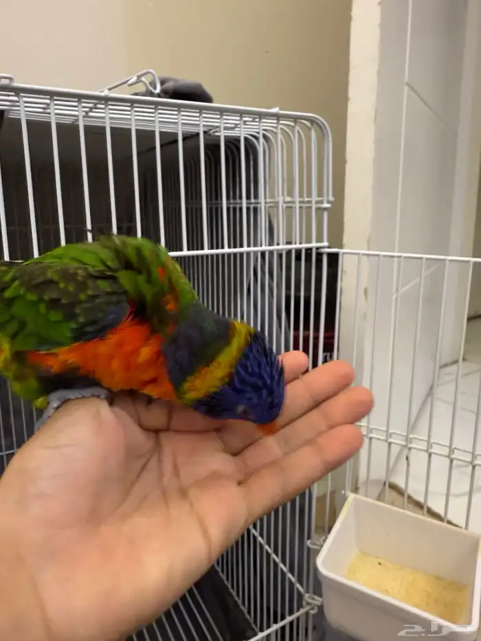 ببغاء لوري 5