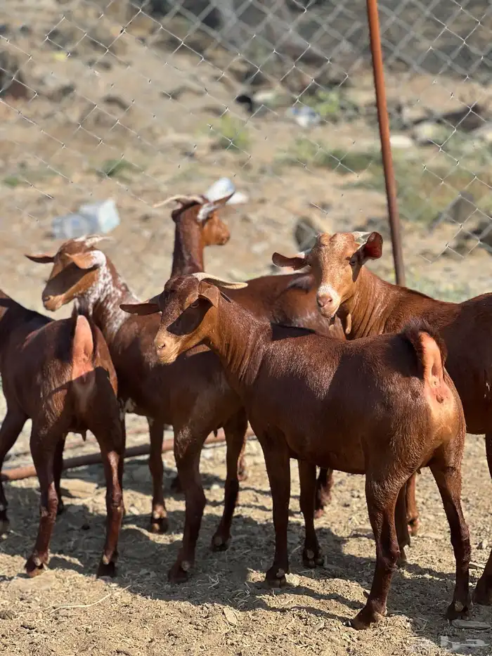 تأسيس مراح فاخر دهم 0