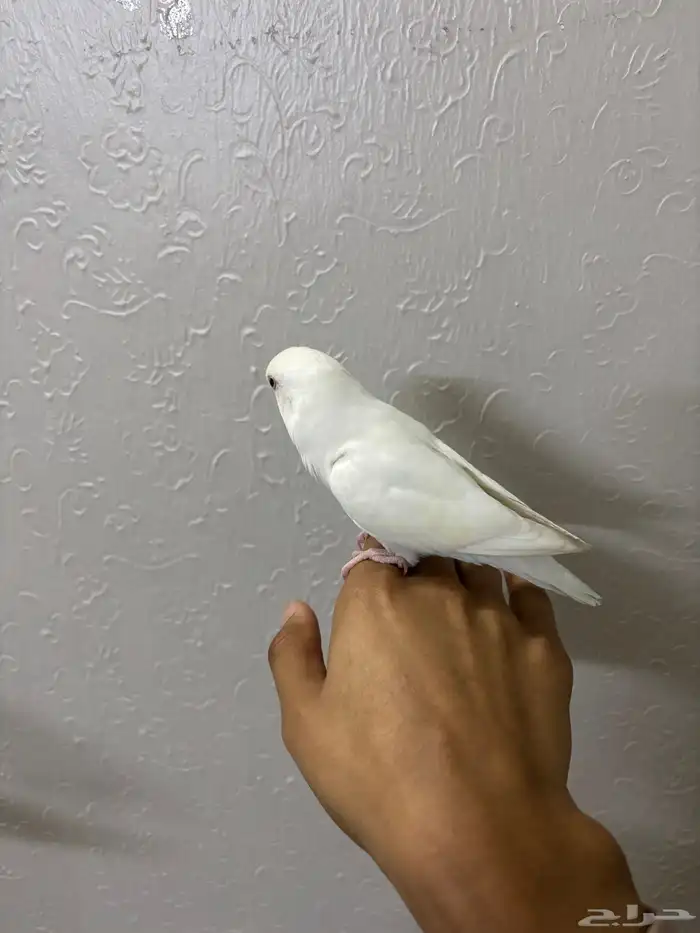 روز البينو اليف 4