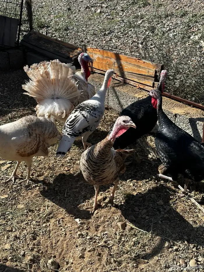 رومي للبيع صوص 9