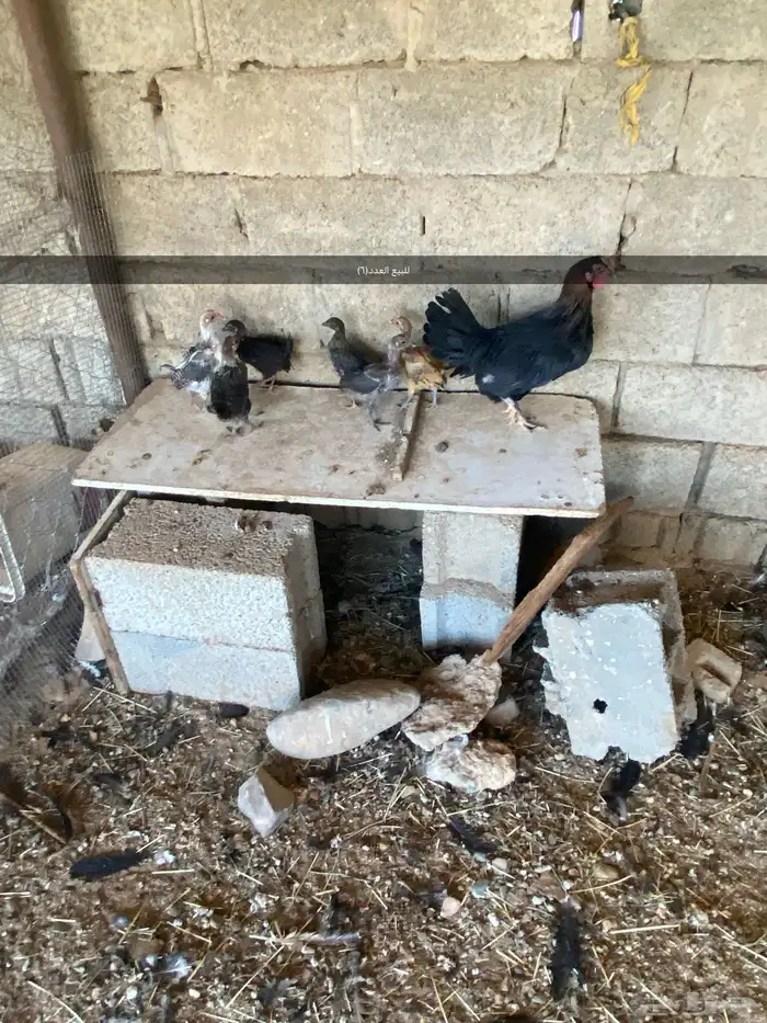 كرا الحايط 0