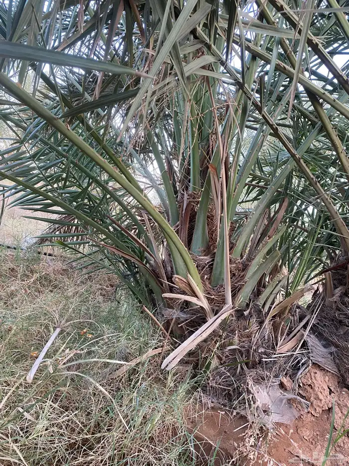 فراخه خلاص طيبه بالحيل وزن 30 كيلو 0