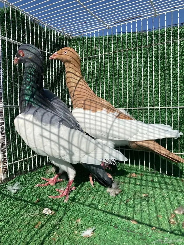 حمام شامي وتركي 3