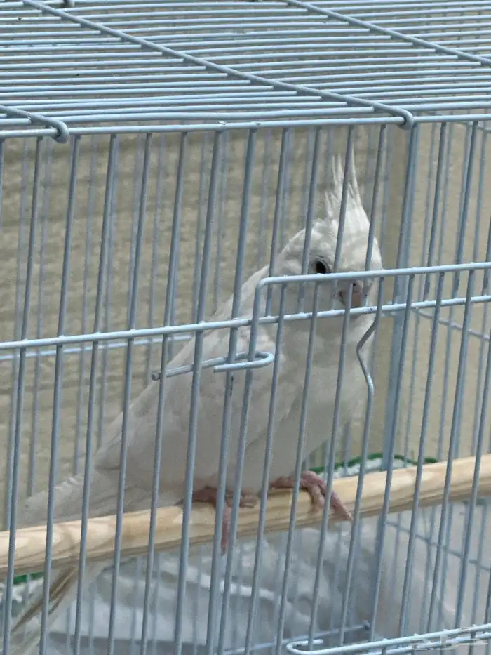 زوج كروان للبيع البينو تحتهم(4بيضات 2