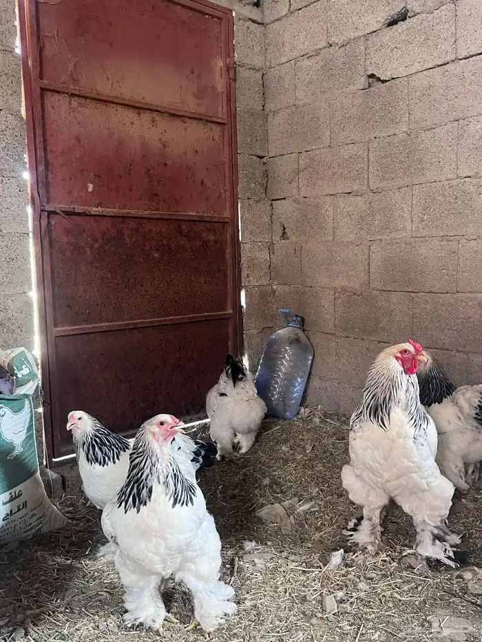 بيض براهما كولمبي دم صافي بيور 11