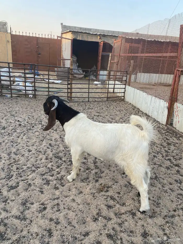 تيس بورقت جذع 1