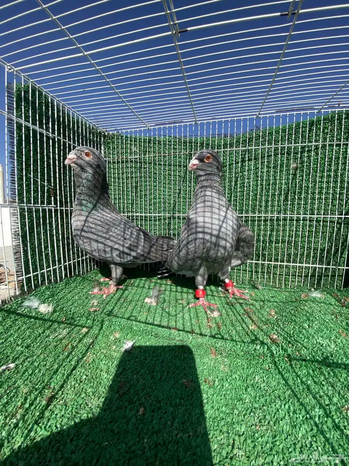 حمام شامي وتركي 5