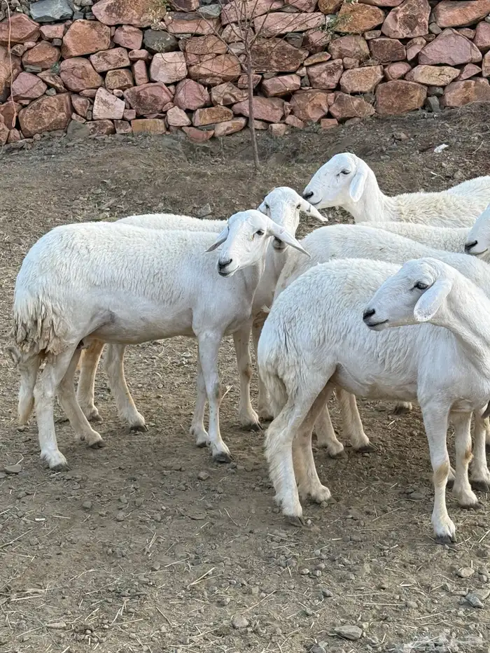 مقاني فاخره دفيع ( ثنية رباع ) 5