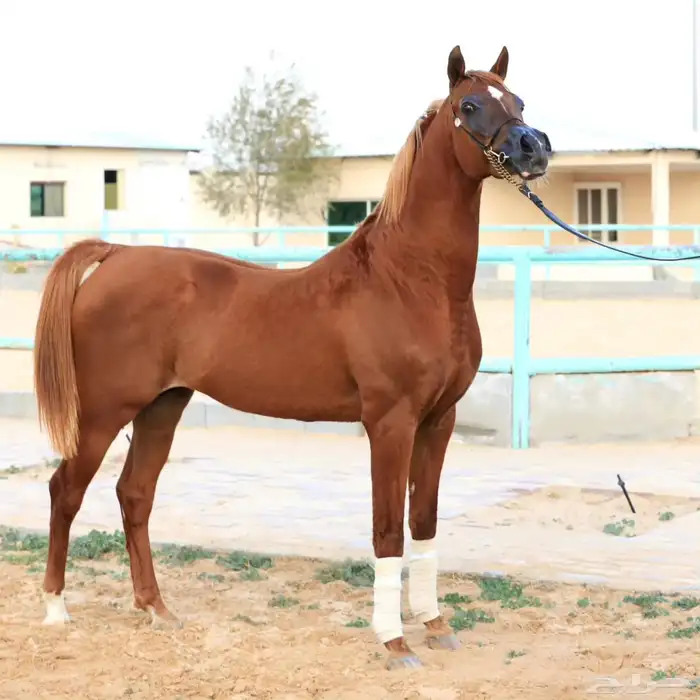 فحل مربط من الخالدية 0