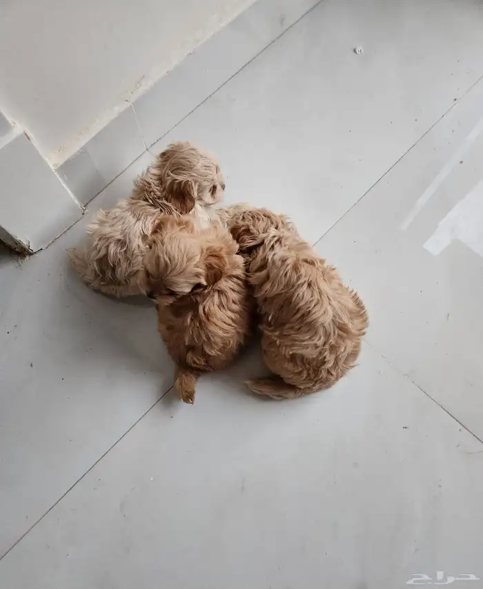 توي بودل للبيع 0