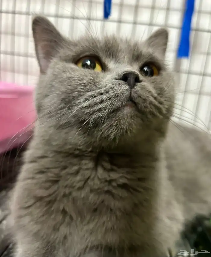 كيتن سكوتش ستريت ذكر 1