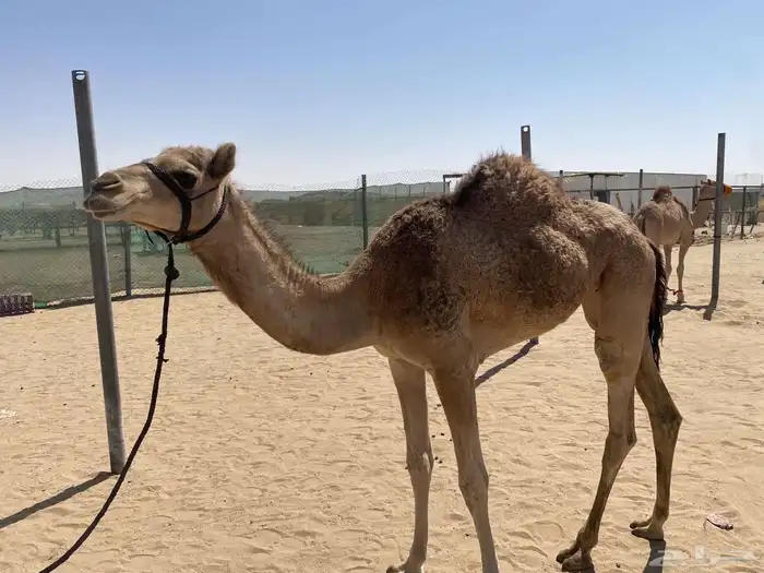 بكره مفرودة الام سودانيه الاب سراب بن عويضين 0