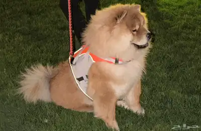 كلب تشاو تشاو index