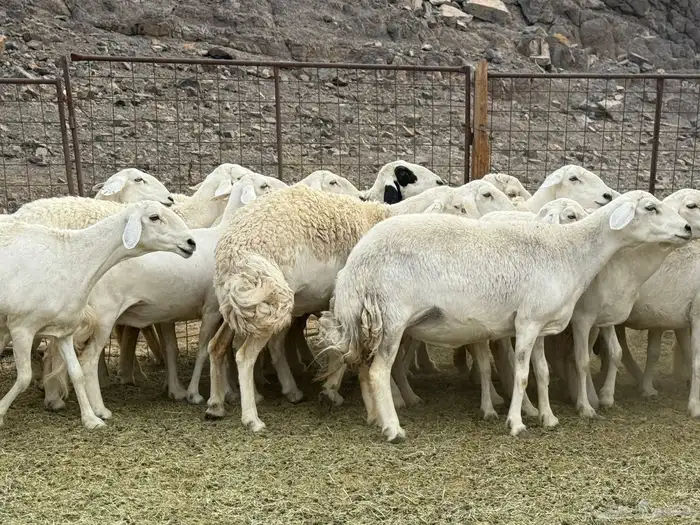 حرش فاخره ومراح طيب 4