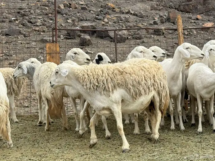 حرش فاخره ومراح طيب 2