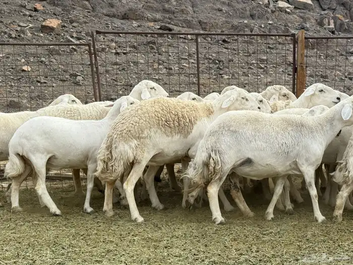 حرش فاخره ومراح طيب 1