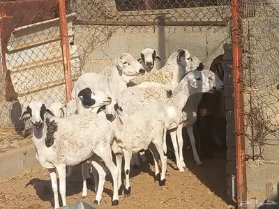 شياه برابر index