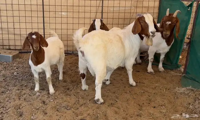 جفره وتيس بورقوت ( بيور اصل ) 0