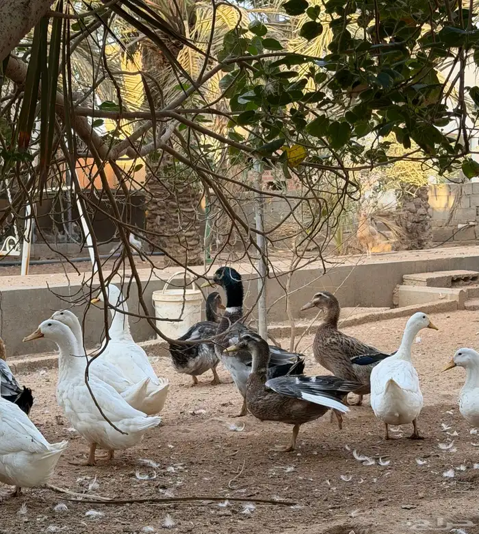 للبيع بط بيكيني مع شرشيري امهات وبشاير وفروخ 1