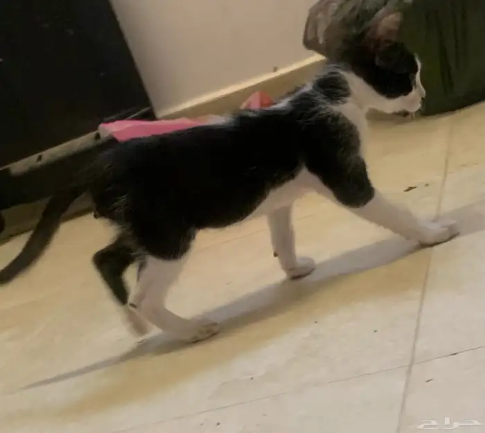 قط توكسيدو ذكر بعمر 3شهور 1