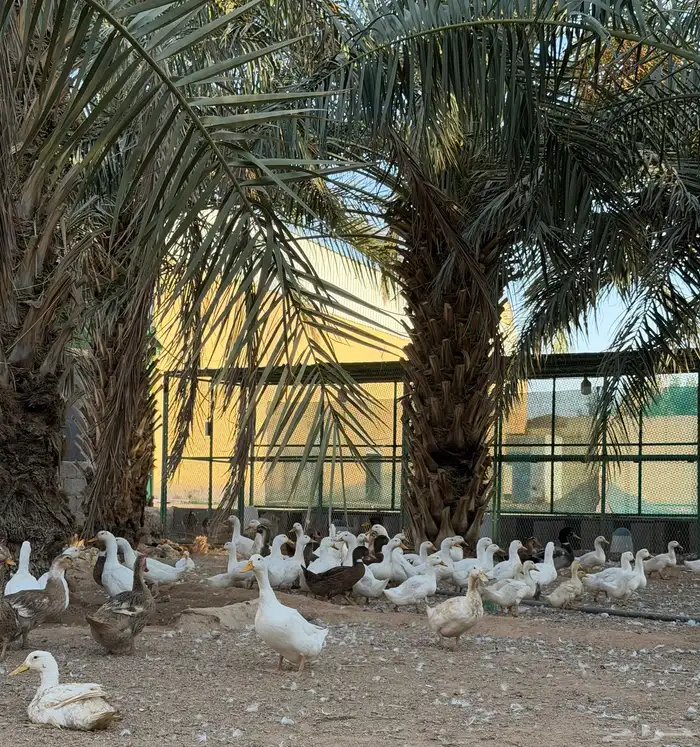 للبيع بط بيكيني مع شرشيري امهات وبشاير وفروخ 4