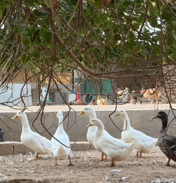 للبيع بط بيكيني مع شرشيري امهات وبشاير وفروخ 2